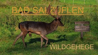 Bad Salzuflen  Wildgehege [upl. by Ardekal]