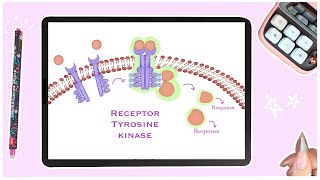 Receptor Tyrosine Kinases  Cell Signaling  Membrane Receptors [upl. by Dijam332]