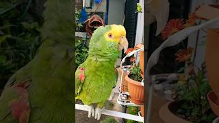 Loro Cantando Loros Hablando Pa tipos como tú loro parrot aves funnyparrot shakira birds [upl. by Elsa]