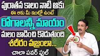 ఈ ఆకు మీ ఇంట్లో ఉంటే రోగాలన్నీ మాయం  Vamu Aaku Health Benefits  Cure Constipation  Digestion [upl. by Nerreg647]