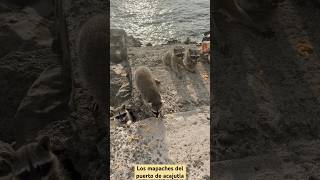 Mapaches 🦝 del puerto de acajutla [upl. by Rabiah720]