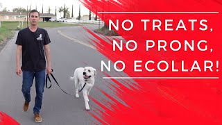 Stop leash pulling fast No ecollar no prong no treats [upl. by Anirhtak]