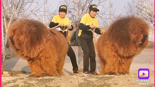 Tibetan mastiff  worlds biggest dog breed tibetan mastiff weight male 100–160 lbs [upl. by Hsekin]