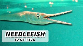 Needlefish Facts a DEADLY JAW  Animal Fact Files [upl. by Aniratak]