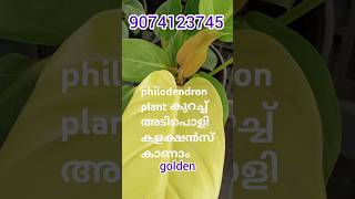 Philodendron plantൻറെ കുറച്ച് കളക്ഷൻ കാണാം ആവശ്യമുള്ളവർ ഈ നമ്പറിൽ whatsapp ചെയ്യുക 9074123745 [upl. by Ecarret]