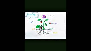 Parts of flowering plant  1 biology science generalknowledge partsofplant [upl. by Serrano]