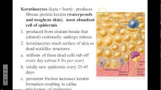 Integumentary Cells of Epidermis [upl. by Farhi]