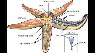 water vascular system in echinoderms [upl. by Lynnett]