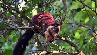 Malabar giant squirrel in Wayanad Kerala [upl. by Artek]