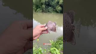 Mancing di muara sarang buaya tapi banyak ikannya🤤🥰🔥🐊 [upl. by Nytram388]