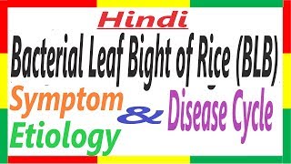 Bacterial Leaf Blight of Rice SymptomEtiologyDC  Xanthomonas oryzae pv oryzae PAC 11 [upl. by Ingram]