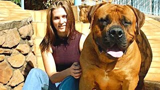 Boerboels Bite Force Intensity Witness the Power Yourself [upl. by Roti]