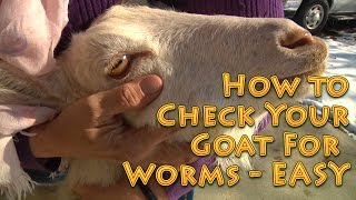 How to Check Your Goat For Worms EASY Method  check goats for worms [upl. by Okubo464]