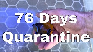 76 days Quarantine is Finally Over  Waterbox Aquariums Angelfish Reef LX 2706  Part 14 [upl. by Reidid]