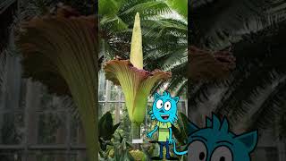 Why does the corpse flower smell so bad plantfacts didyouknow animation facts ytshorts [upl. by Nikolai]