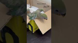 African Lovebirds 24 days baby started walking birds pets entertainment explorepage parrot [upl. by Eniamzaj]