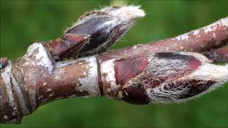 Rowan Sorbus aucuparia  buds close up  January 2018 [upl. by Powel]