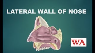 Anatomy of Lateral wall of nose [upl. by Aynotel]