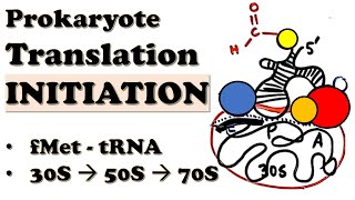 Prokaryotic Translation INITIATION  How do 70S ribosomes initiate translation  Deepdive Video [upl. by Llenwad]