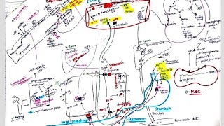 Erythropoiesis Red Blood Cell Formation  part 2 [upl. by Samp]