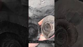 Uncovering Ancient Ammonite Fossils MindBlowing DinoEra Facts shorts [upl. by Anabel]