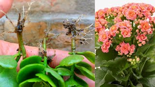 How to propagate kalanchoe  Kalanchoe propagation  how to grow kalanchoe plant from cuttings [upl. by Haymo5]