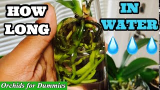 Water Culture for Beginners  How long can Phalaenopsis Orchids Grow In Water [upl. by Etnuad]