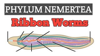 Phylum Nemertea Rhynchocoela  The ribbon worms [upl. by Adnol]