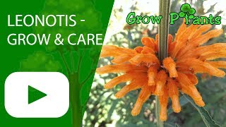 Leonotis  grow amp care Attract Butterfly [upl. by Novar]