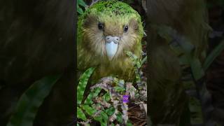 Most rearest parrot 😯 kakapo [upl. by Ryhpez363]