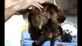 Alligator Snapping Turtle DVD  Loggerhead Acres Turtle Farm [upl. by Inajna19]