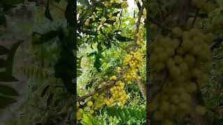 otaheite gooseberry at harvest time [upl. by Maryl]