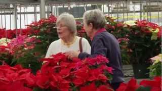 UF Poinsettia Plant Sale [upl. by Madid794]