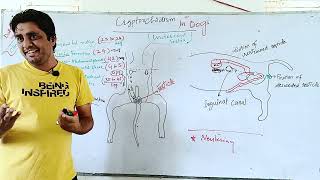 Cryptorchidism in Dog  Clinical Veterinary Anatomy [upl. by Jeremie]