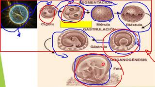 EMBRIOLOGÍA ANIMAL [upl. by Fries902]