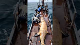 GIANT sea creature captured by fishermen🐟🌊🪙 [upl. by Okihsoy]