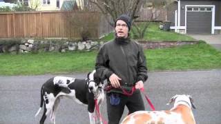 Walk Training with the Great Danes [upl. by Virnelli612]