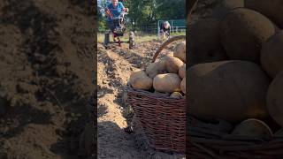 Sbírání BRAMBOR 🥔 homestead farming farm villagelife potatoes diy cultivator [upl. by Emmalynn]