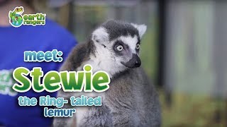 Meet Animal Ambassador Stewie the RingTailed Lemur [upl. by Breskin675]