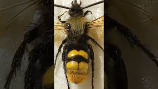 Difference of Big Hornet amp Scolia Male Vespa amp Megascolia amp Small Paravespula Wasp Vespid amp Scoliid [upl. by Sherwin]