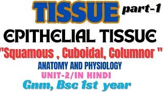 TissueEpithelial Tissue  Squamous  Cuboidal  Columnor  Anatomy and physiology  unit2  gnm [upl. by Azarria]