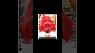 the big red dog full movie Explain in third part। reddog movie shorts [upl. by Liam]