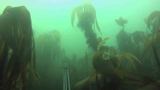 Stalking Pollock in Kelp  Tynemouth [upl. by Igig586]