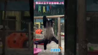 kongfu lingyan panda [upl. by Onitselec]