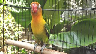 Lovebird Singing and Chirping Sounds  Green Fischer [upl. by Earaj]