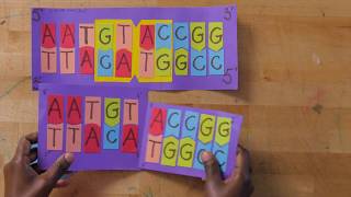 ACEGID Restriction Digest and Gel Electrophoresis [upl. by Hurff]