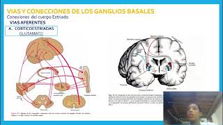 ganglios basales conexiones cerebelosas y via extrapiramidal [upl. by Jarv]