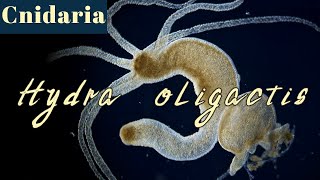 Morphology and feeding process of Hydra oligactis Cnidaria [upl. by Nimoynib]