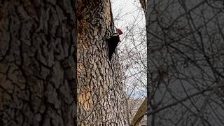 Pileated Woodpecker Deciding Where to Peck [upl. by Tabbie217]