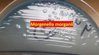 Morgenella morganii Morphology on CLED agar Demonstration [upl. by Nitnert]